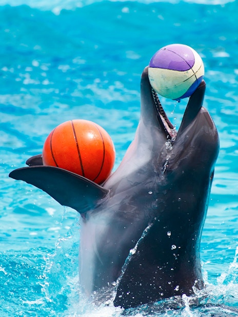 A playful dolphin balancing colorful balls during an interactive show at Dubai Dolphinarium.