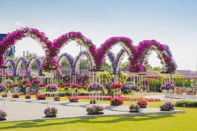 Dubai Butterfly Garden Skip-the-Line Tickets - DXB Attractions