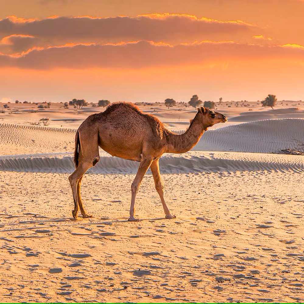 Camel walking in a desert landscape during sunset.