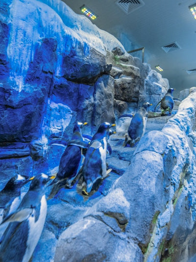 Dubai Aquarium & Underwater Zoo with Penguin Cove Tickets