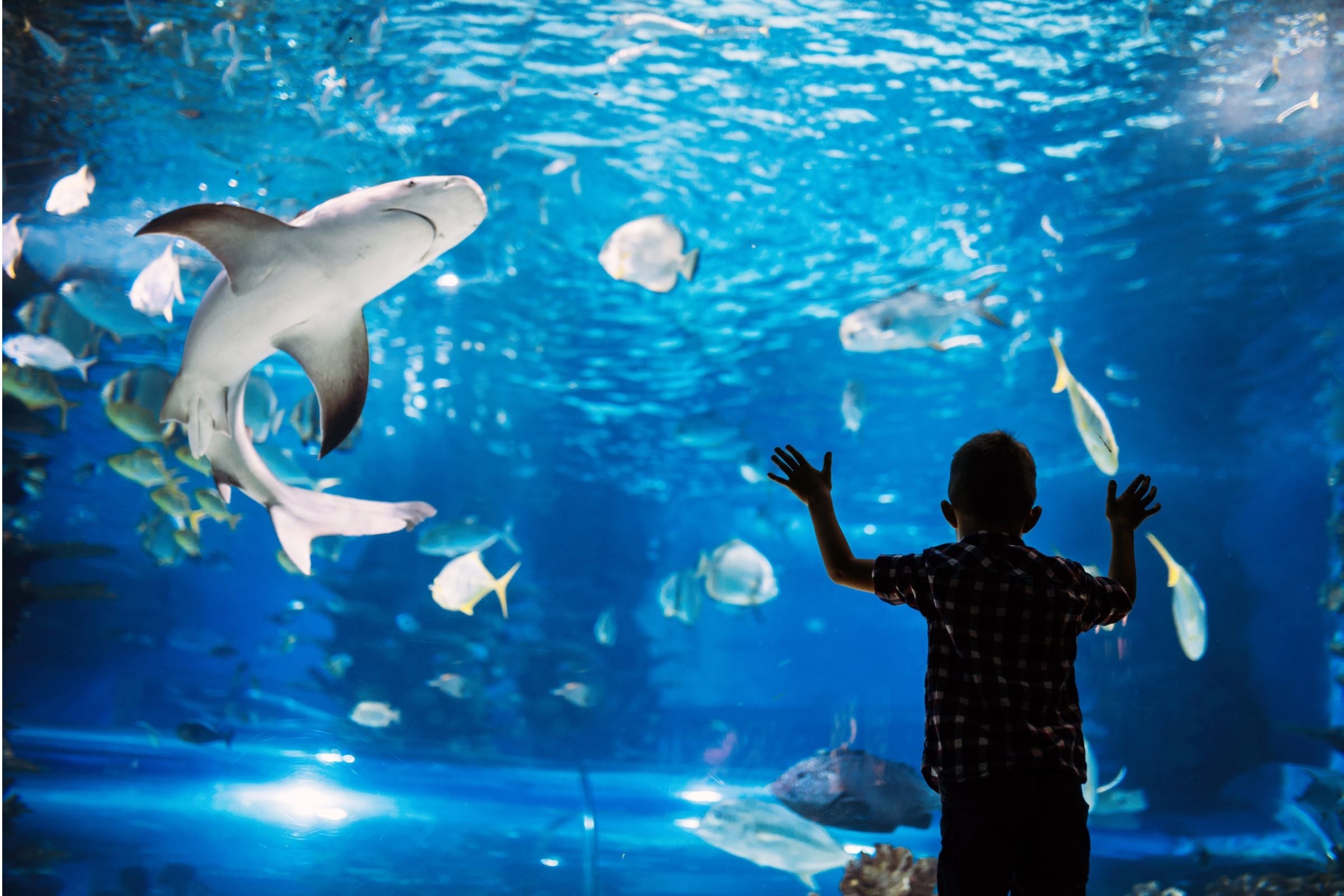 Fish Tales Tour + The Lost Chambers Aquarium Day Pass